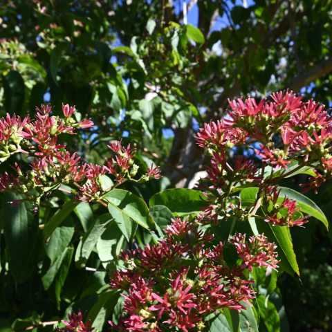Spiky red flowers bunched together