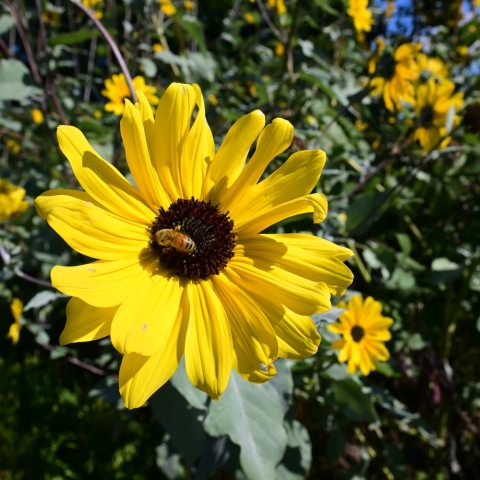 Yellow, round flower with black area in center and a bee