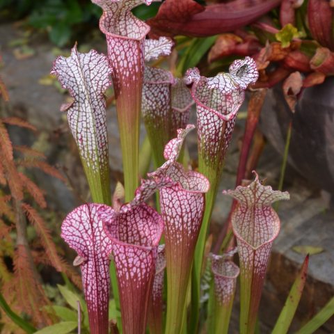 Tall, open plants green at bottom and turning red and white up top