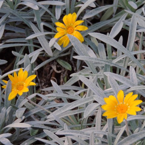 Bright yellow flowers against blue gray long thin leaves
