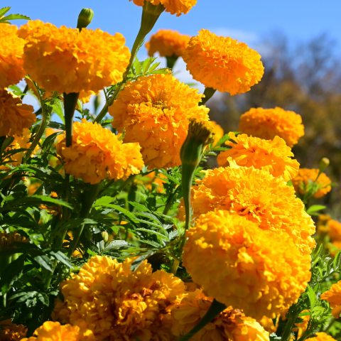 Fluffy gold flowers bunched together