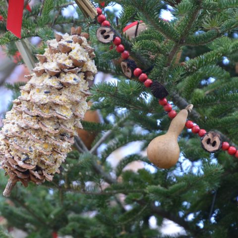Pine cone stuffed with suet hanging on a tree
