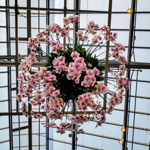 Baskets hanging high with light pink and white flowers