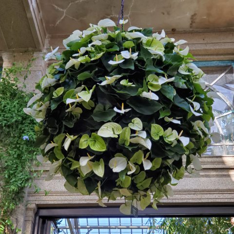 Large green and white flowers hung in an orb shape