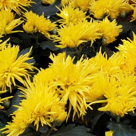 Long, thin, and bright yellow petaled flowers