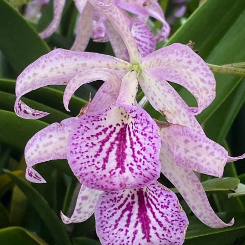 Purple spotted orchid flower with green leaves