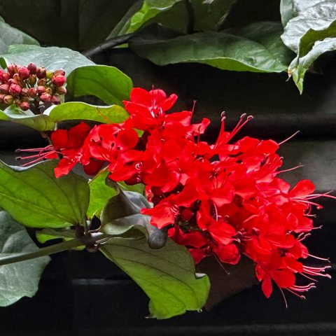 Small, bright red flowers clustered on a vine
