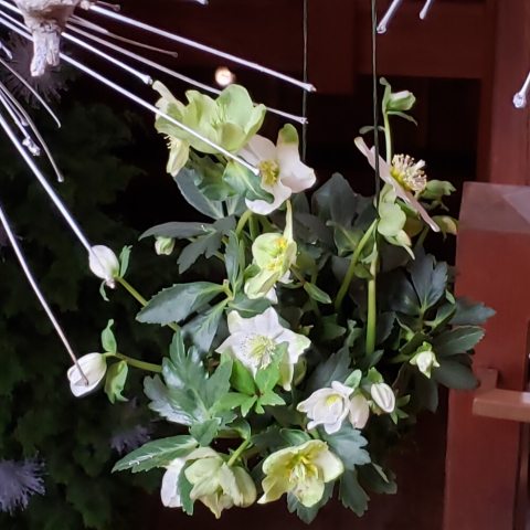 White and green five pettled flowers with yellow center against dark green leaves