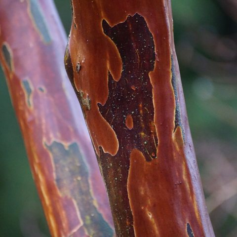 Red marbled bark