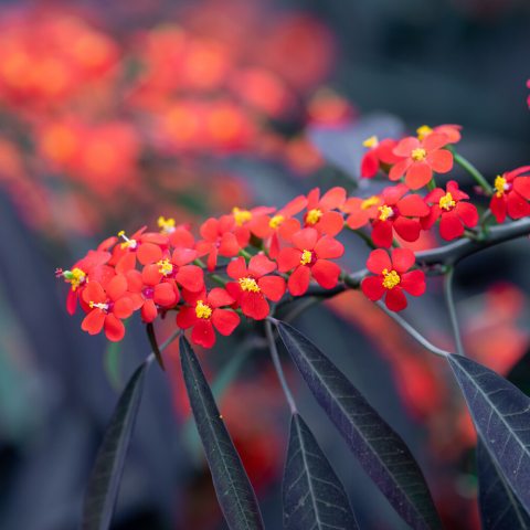 Long strands of five petaled red flowers with yellow centers on stems with dark purple leaves