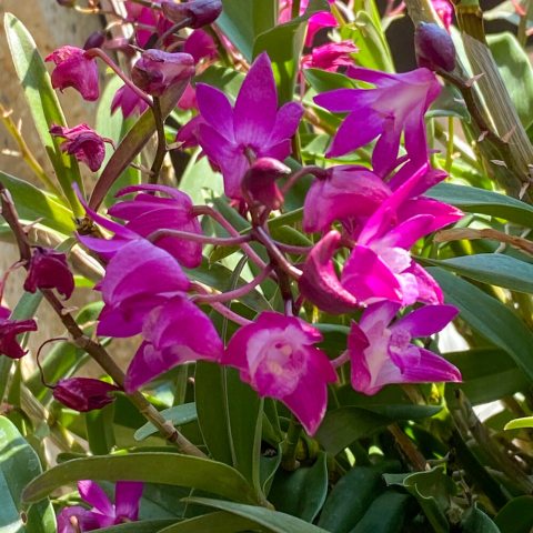 Deep pink orchids growing in clusters