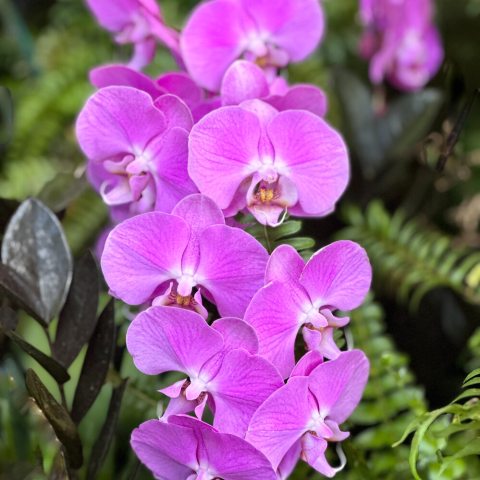 Light purple flowers in a row