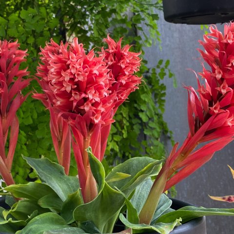 Five stalks of small red tubular clusters of flowers
