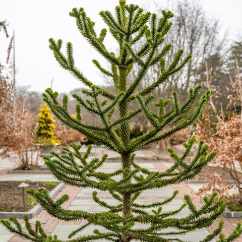 short tree with green spikes growing along its limbs and trunk.