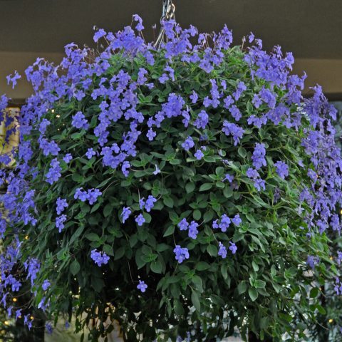 Many small purple flowers growing in an orb