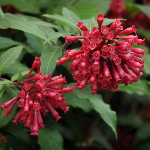 Bright red clusters of tubular flowers