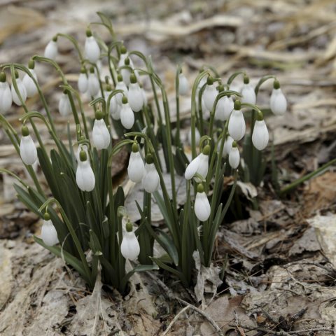 Tiny, white flowers bunched together