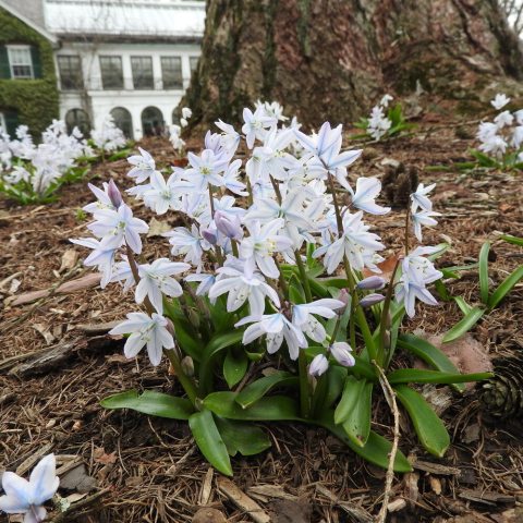 Carpet of little, white, low-lying flowers