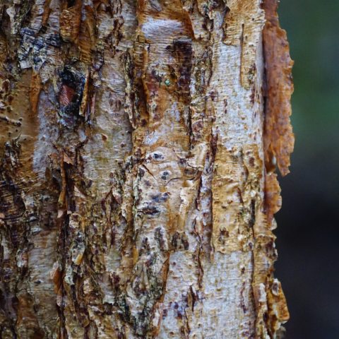Dark colored peeling bark