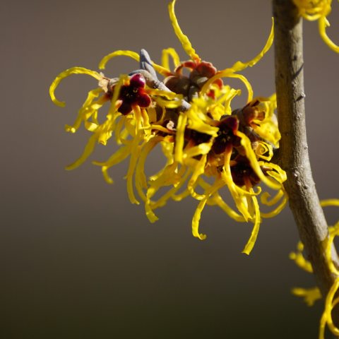 Yellow, orange colored flower with thin petals similar to lemon zest