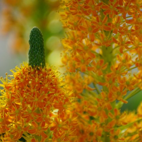 Two bright orange flower stalks with green tips