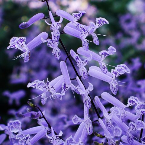 long stems of bright purple tubular flowers.