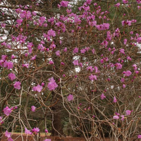 Dark pink flowers on the ends of many branches