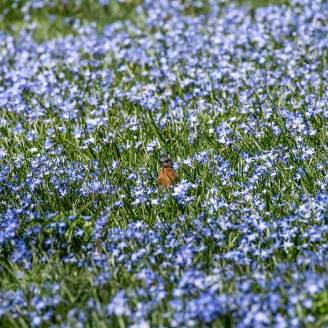Small, blue, star-shaped flowers in lawn