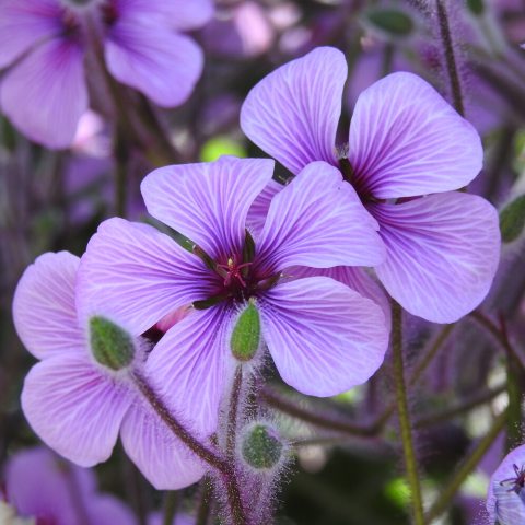 5 petaled light purple flowers