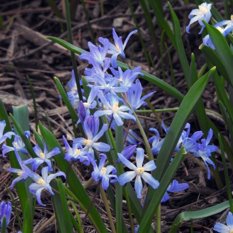 Small, purple tipped flower petals fading to light blue with yellow centers