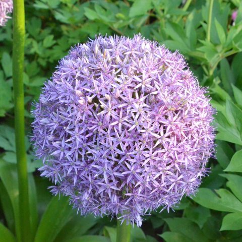 Large, round ball made up of lots of small purple flowers