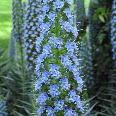 Tall, spikes of small blue flowers facing all directions 