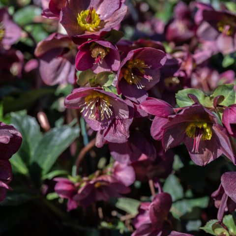 Deep purplish red flowers growing in clumps with yellow centers
