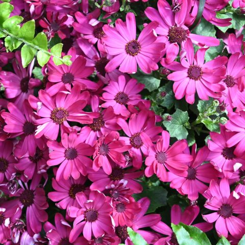 Bright pinkish red flowers blooming all over the plant