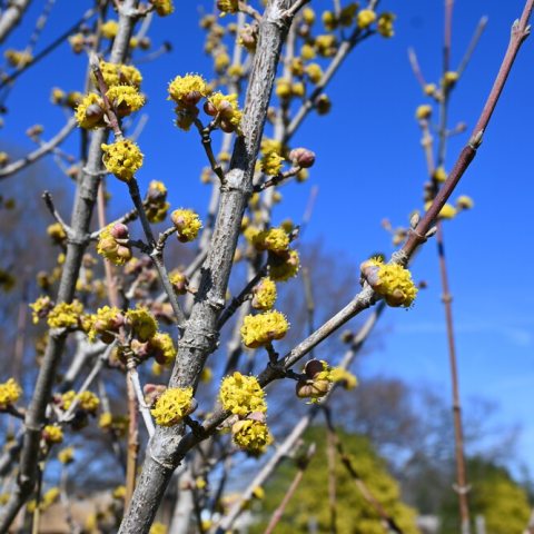 Small tree with clusters of small yellow flowers along the limbs