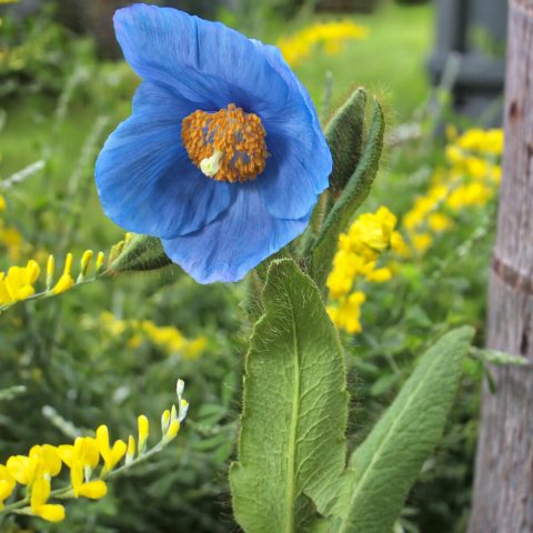 Single blue flower with orange stamens