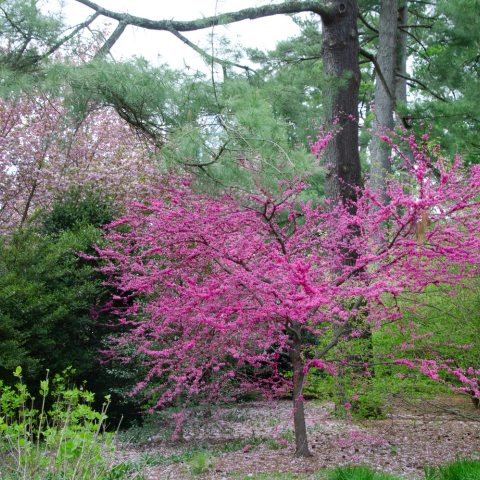 Small tree covered in tiny bring pink buds