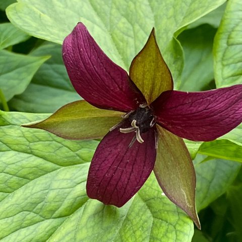 Six green and maroon alternating petals that come to points against large green foliage