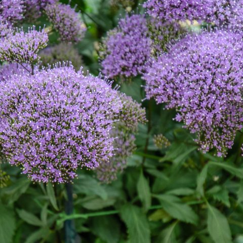 Large puffs of tiny purple flowers