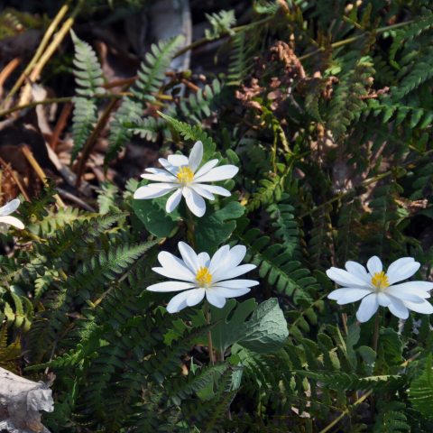 Low to the ground, small white flowers with yellow centers 