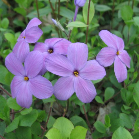 Small, purple ribbed flowers growing in bunches