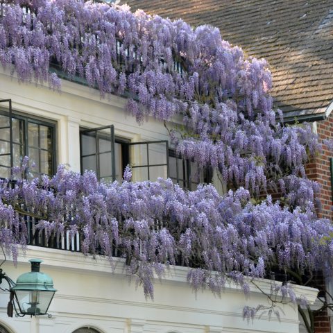 Vines with long, purple draping flowers growing along the house top of the house