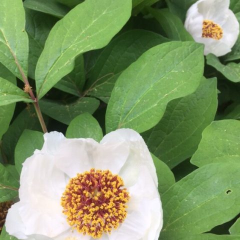 Cup shaped white flowers with large yellow centers