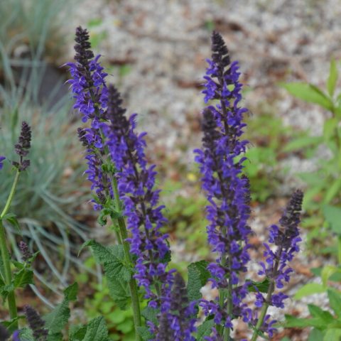 Tall stems covered in tiny purple flowers