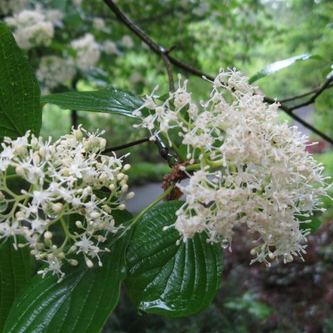 Clusters of tiny white flowers growing on limbs