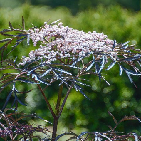 Small pinkish-white flowers in a head above dark purple foliage