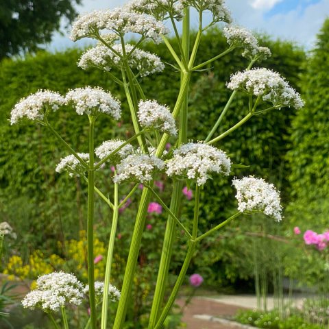 Small white flowers on tall green stems