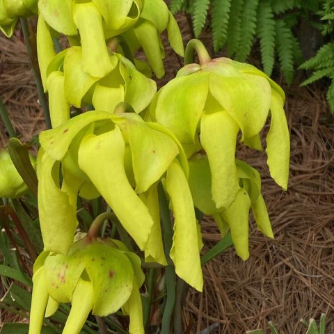 Downward facing yellow-green flowers with petals of alternating length