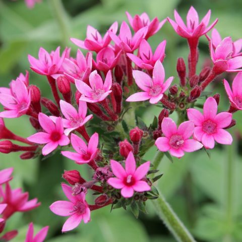 Cluster of small, dark pink star-shaped flowers