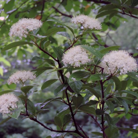 Shrub growing in shade with white flower clusters.